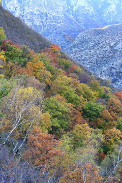 大青山