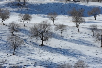 雪地丛林