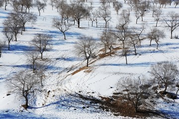 雪地丛林