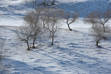 雪地丛林