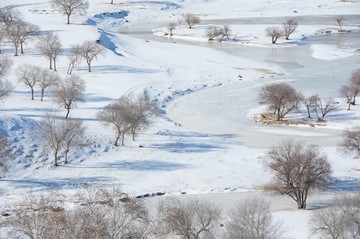 雪地丛林