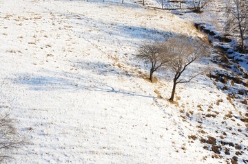 雪地丛林