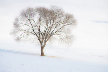 雪