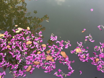 落花流水
