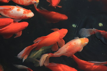 錦鯉