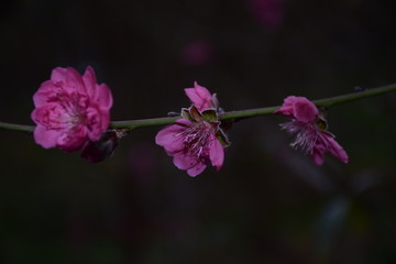 三朵桃花