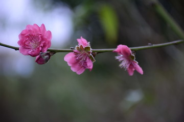 春天里的桃花