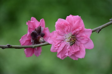 春意桃花