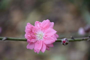 桃花盛开