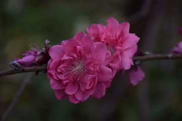 春暖花开