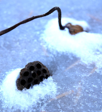 冰雪荷塘