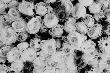 玫瑰花黑白照片