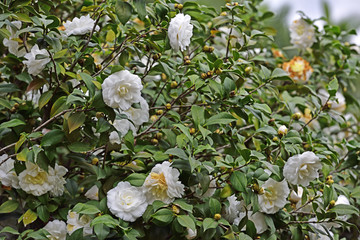 山茶花