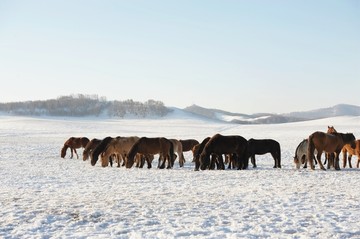 雪地奔马