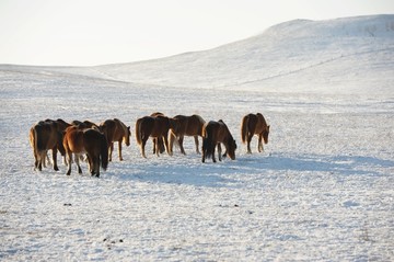 雪地奔马