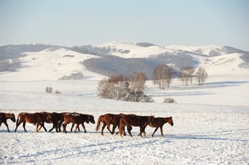 雪地奔马