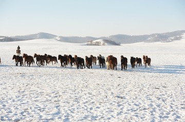 雪地奔马