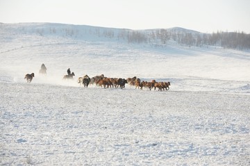 雪地奔马