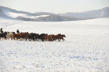 雪地奔马