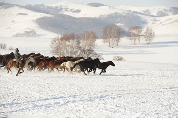 雪地奔马