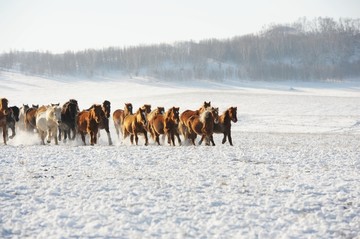 雪地奔马