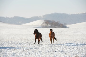 雪地奔马