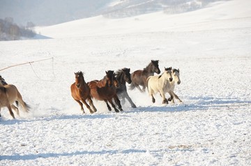 雪地奔马