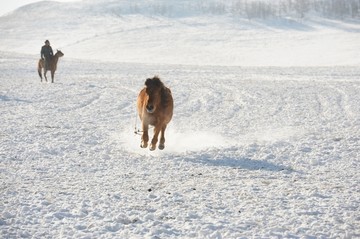 雪地奔马