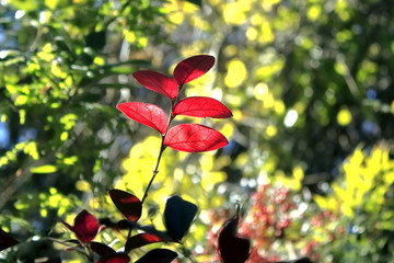 红花檵木