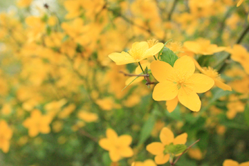 迎春花开