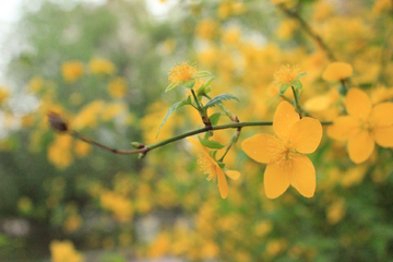 迎春花开