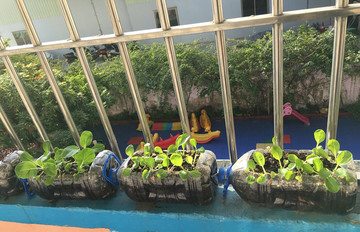 阳台上塑料瓶种植的蔬菜