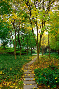 金华假日公园石板路和秋天黄叶