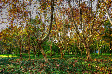 金华假日公园秋天的梧桐树