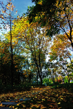 金华假日公园秋天的黄叶