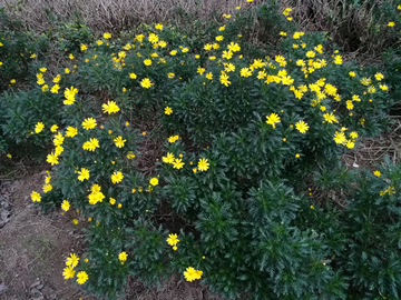 黄金菊