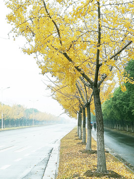 银杏树