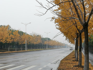 银杏树道路