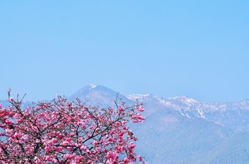 大理南门樱花