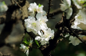 梨花开放