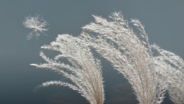 花絮