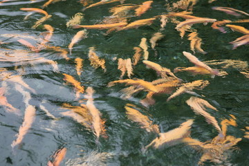 鱼在水中游