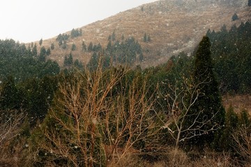 漫山飞雪