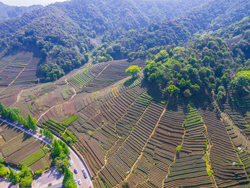 茶叶基地