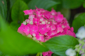 繡球花