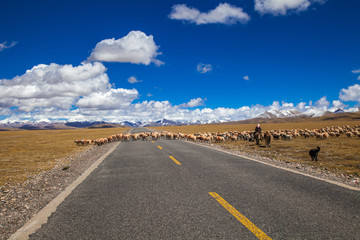 羊群穿过公路