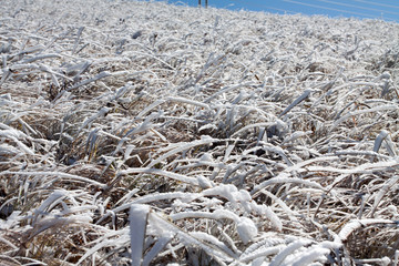 冰雪下的草原枯草