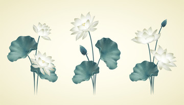 美麗的白蓮花集合