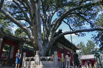 戒台寺九龙松