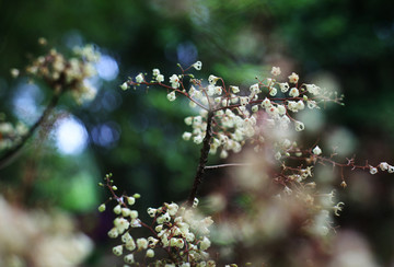 油桐花